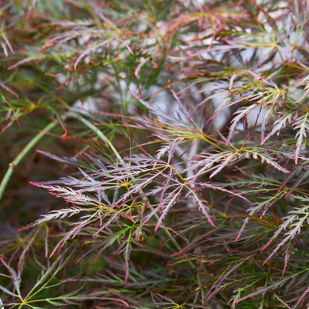 Ácer-do-japão Dissectum Ornatum - Acer palmatum