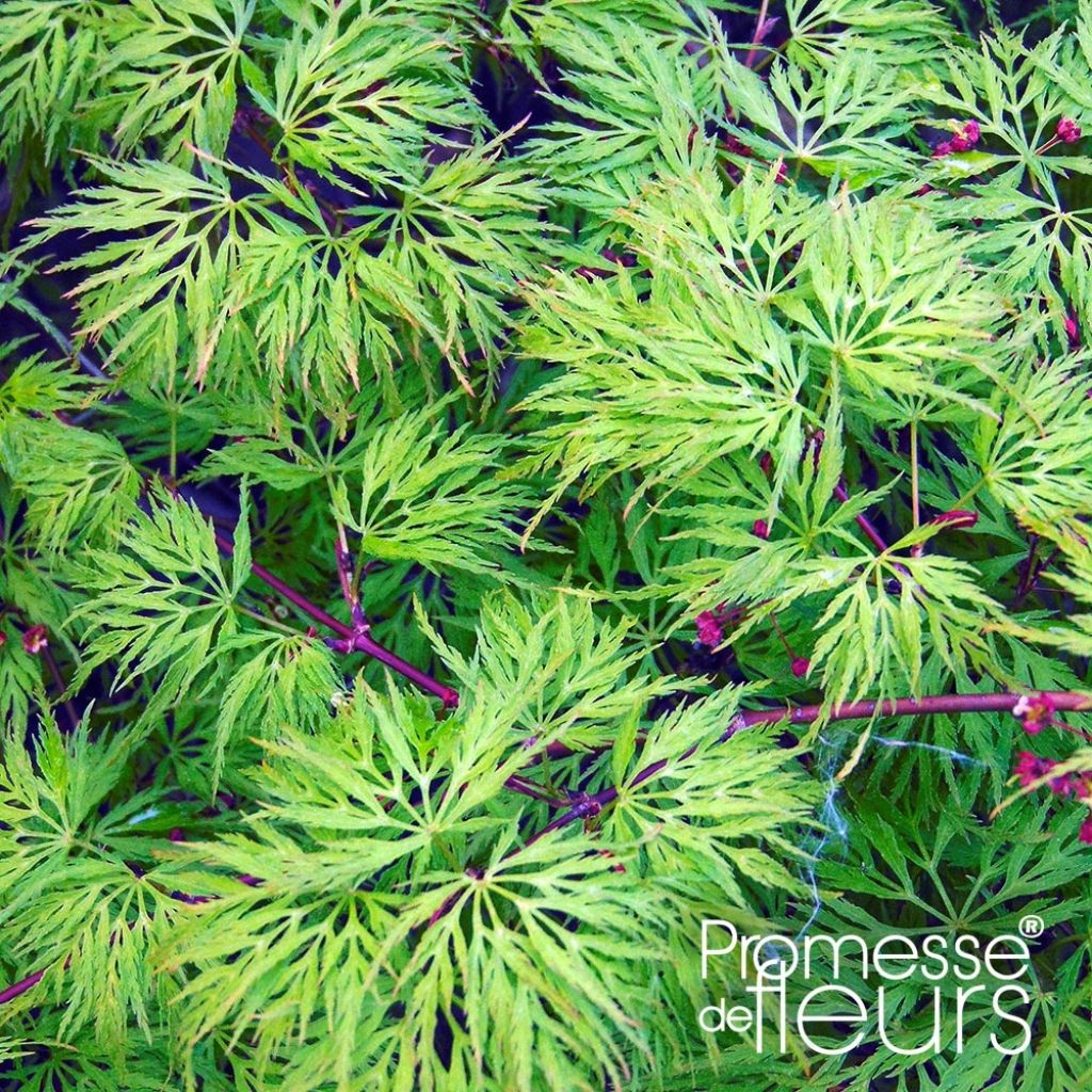 Ácer-do-japão Emerald Lace - Acer palmatum var. dissectum