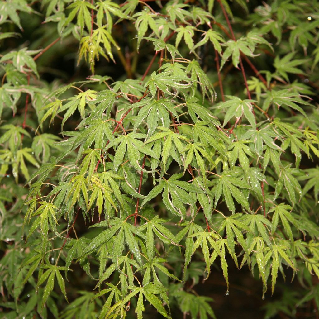 Ácer-do-japão Kagiri-nishiki - Acer palmatum