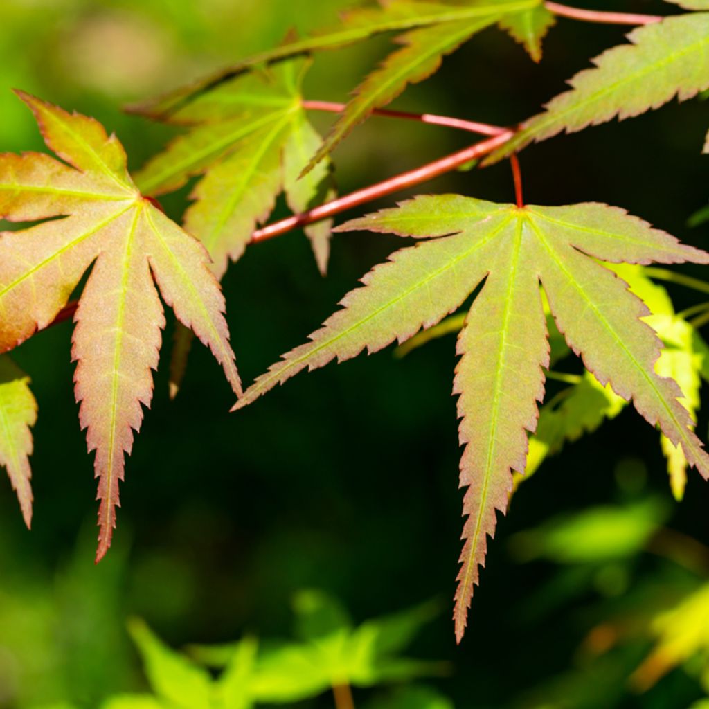 Ácer-do-japão Orange Dream - Acer palmatum