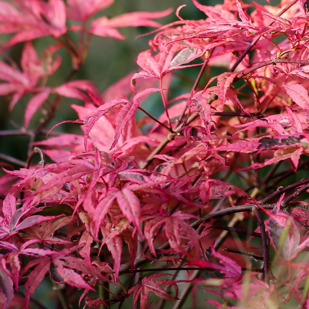 Ácer-do-japão Pink Passion - Acer palmatum