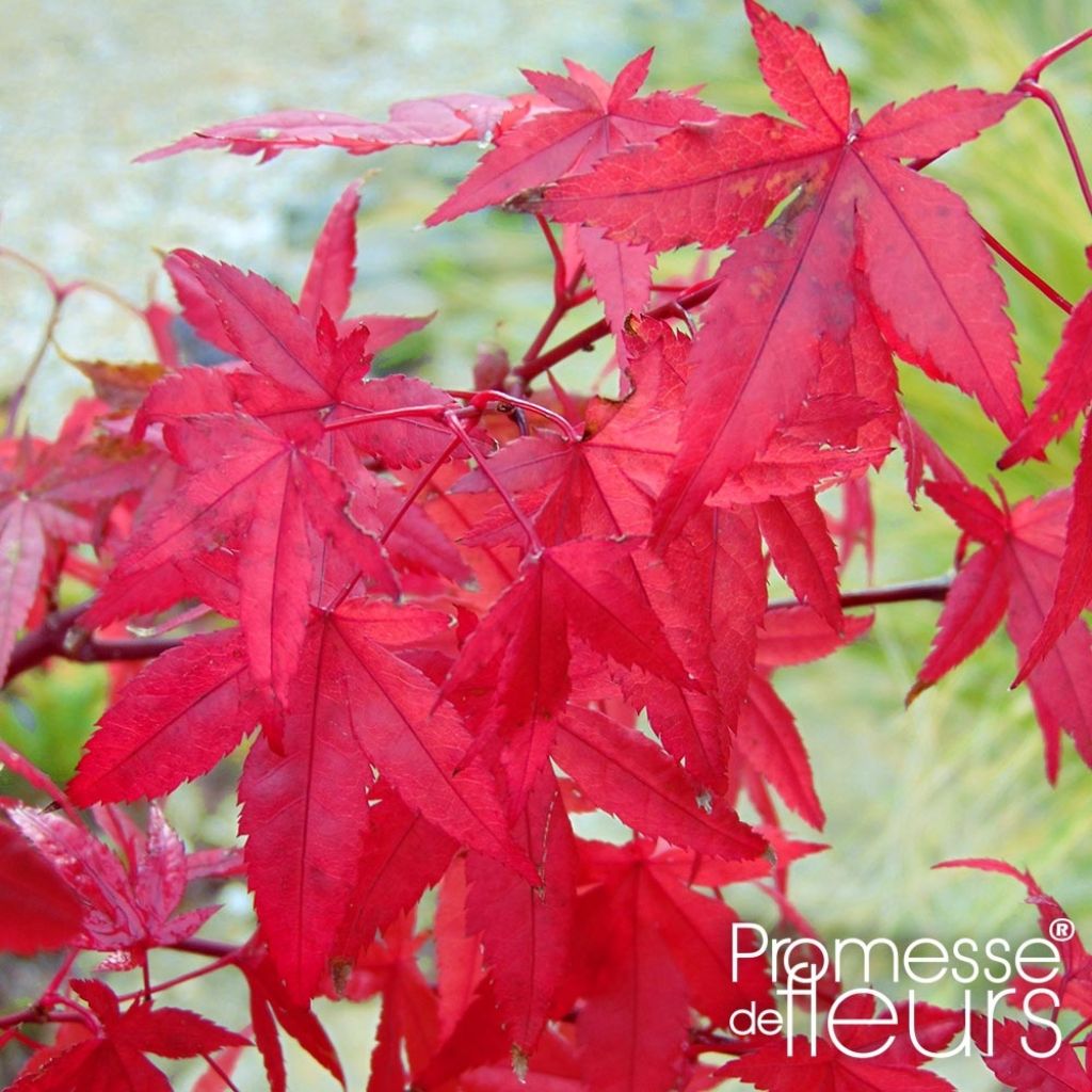 Ácer-do-japão Redwine® - Acer palmatum