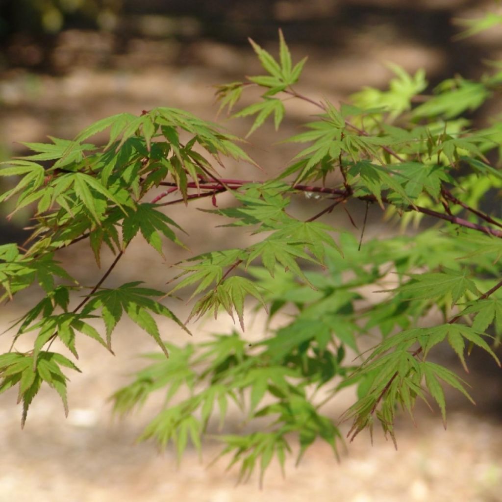 Ácer-do-japão - Acer palmatum