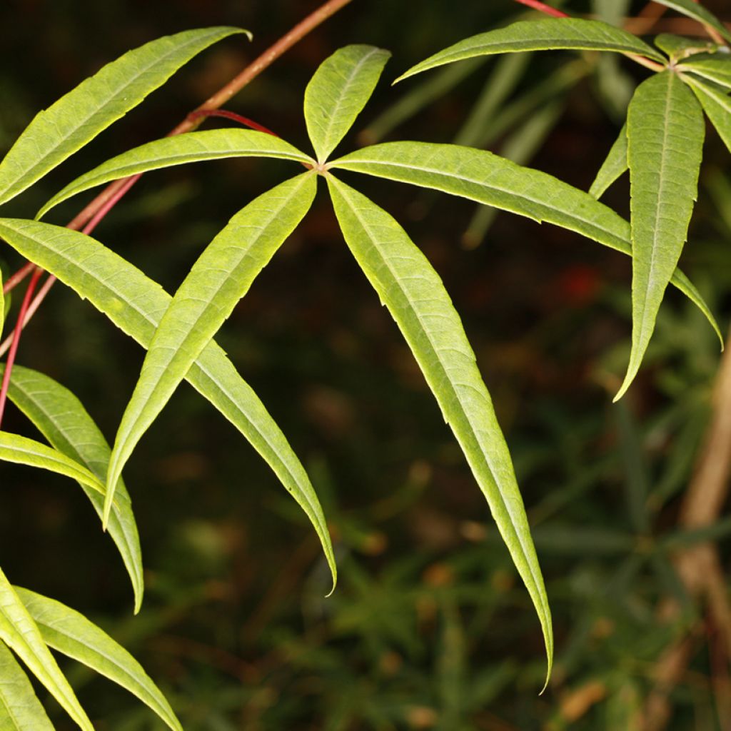 Acer pentaphyllum