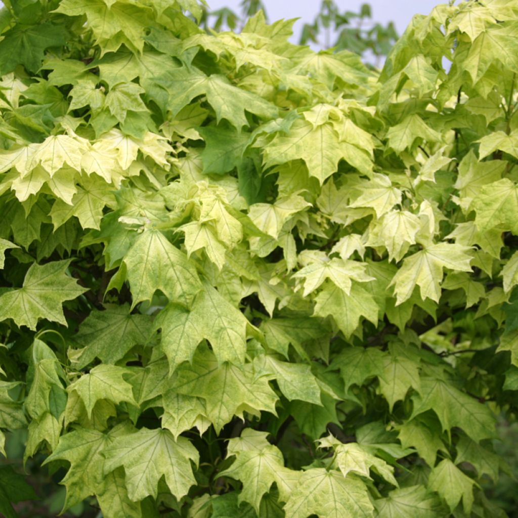 Bordo-da-noruega Maculatum - Acer platanoides