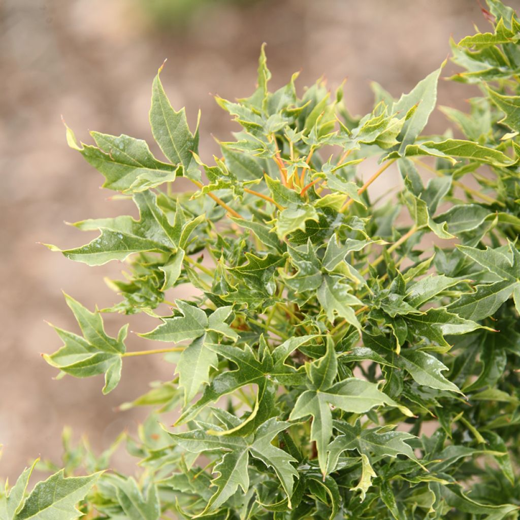 Bordo-da-noruega Novush - Acer platanoides