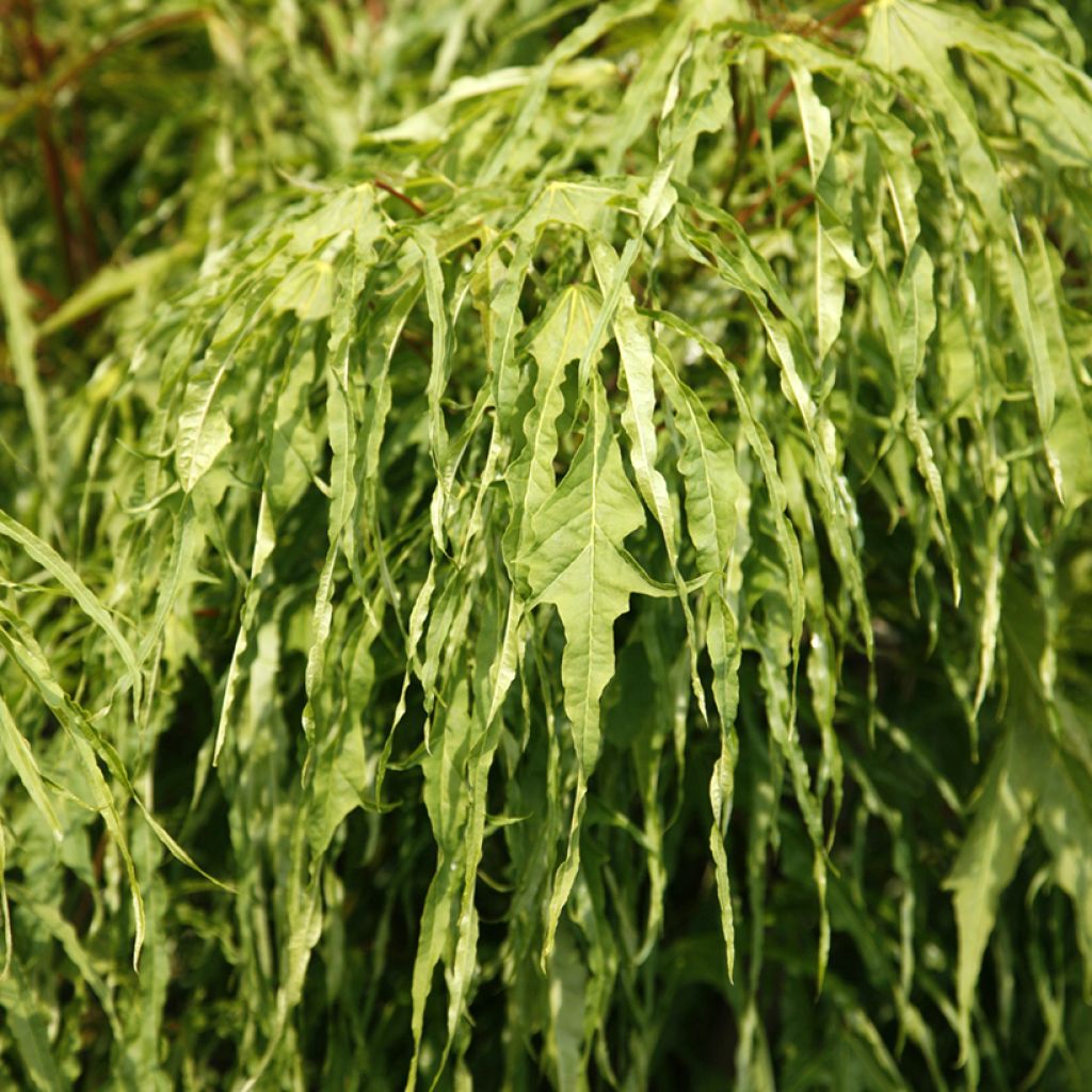 Bordo-da-noruega Paldiski - Acer platanoides