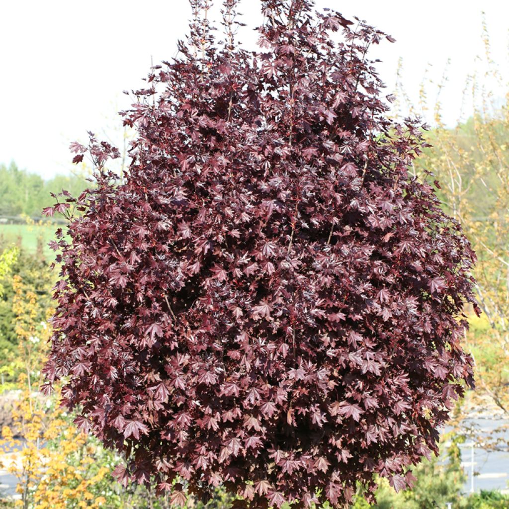 Bordo-da-noruega Purple Globe - Acer platanoides