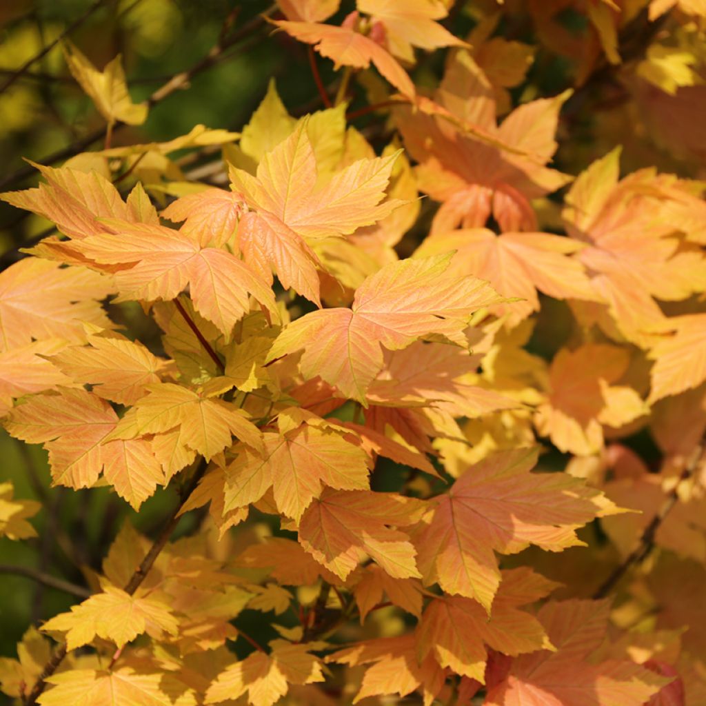 Bordo Leat's Cottage - Acer pseudoplatanus