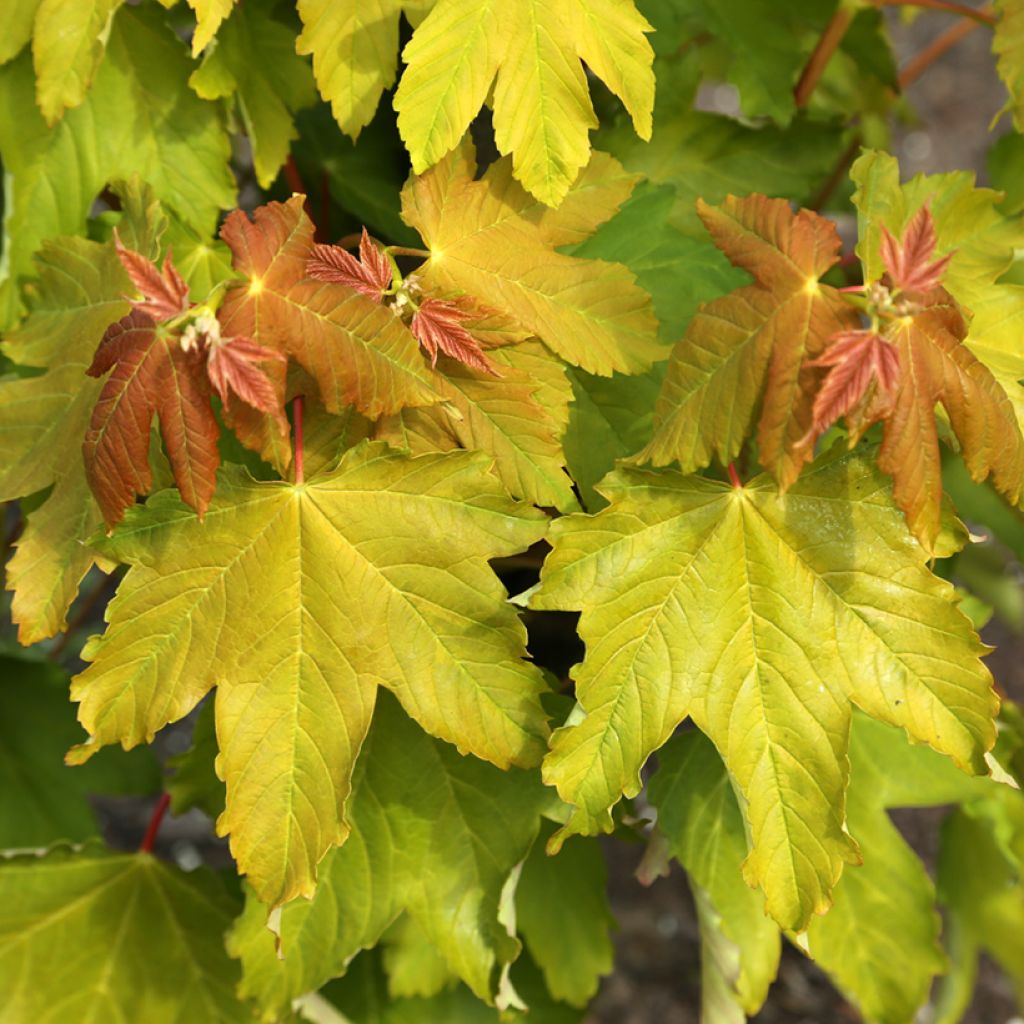Bordo Pruhonice - Acer pseudoplatanus