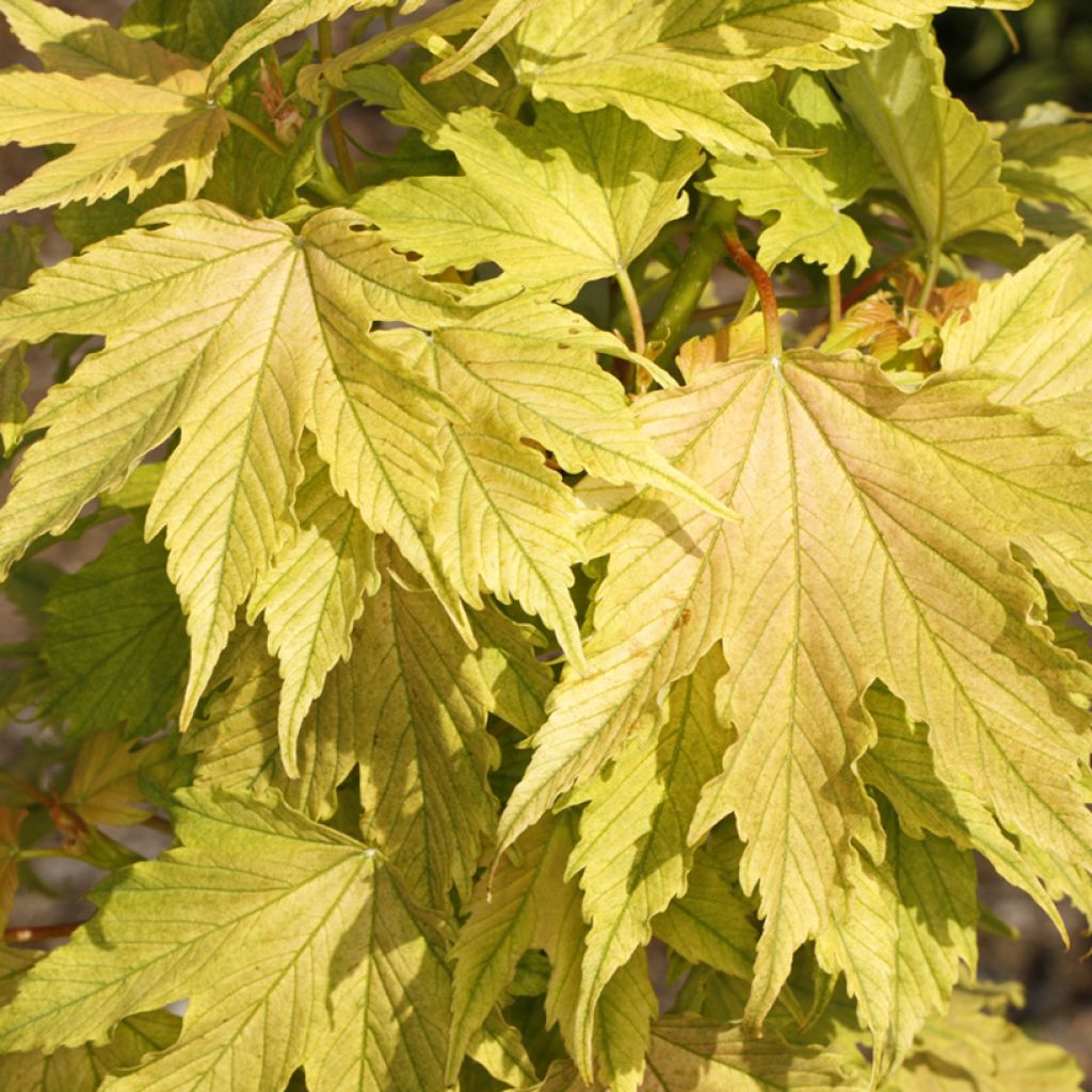 Bordo Sunshine - Acer pseudoplatanus