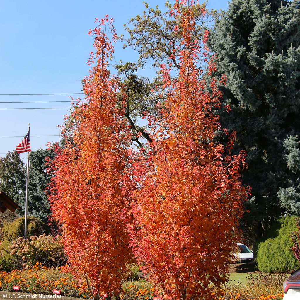 Bordo-vermelho Armstrong Gold - Acer rubrum