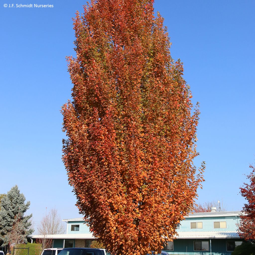 Bordo-vermelho Armstrong Gold - Acer rubrum