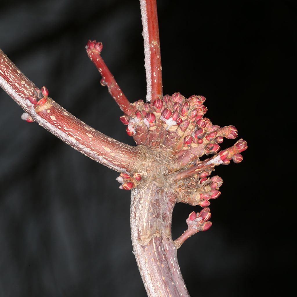 Bordo-vermelho Sekka - Acer rubrum
