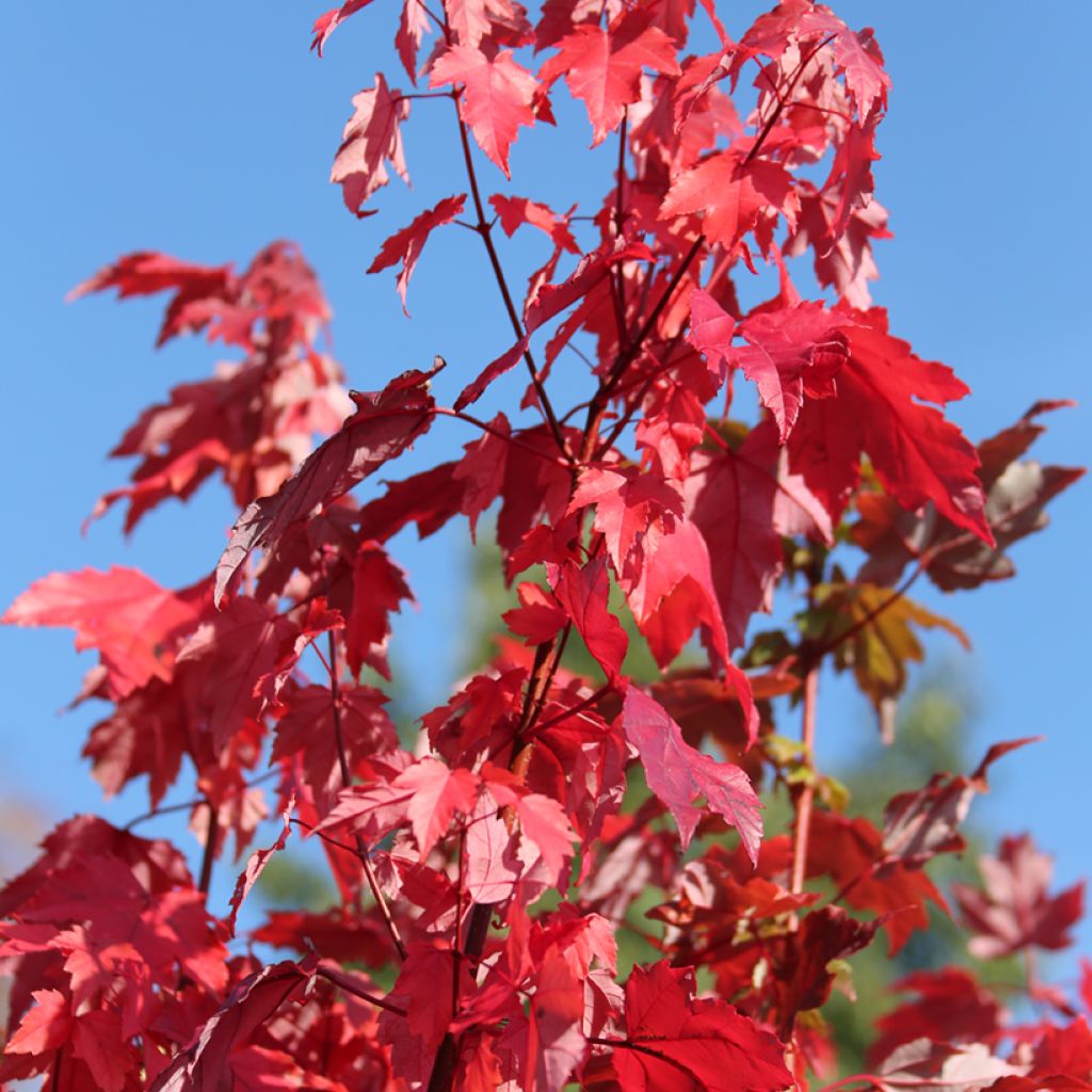 Bordo-vermelho Somerset - Acer rubrum