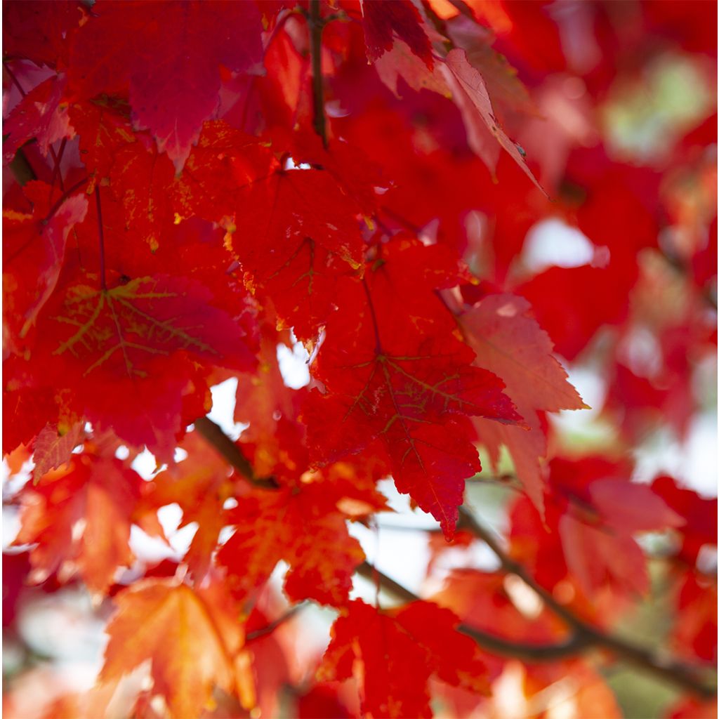 Bordo-vermelho Summer Red - Acer rubrum