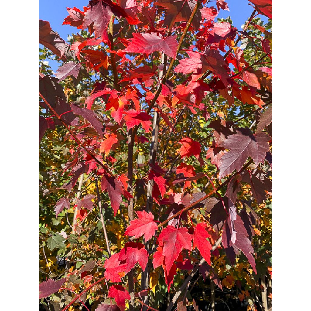 Bordo-vermelho Sun Valley - Acer rubrum