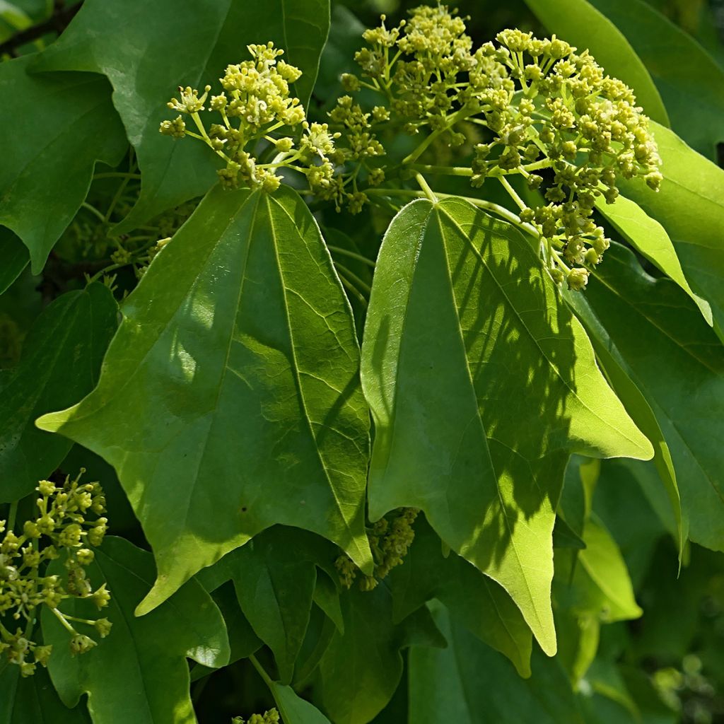 Acer buergerianum em sementes - Bordo-de-três-dentes