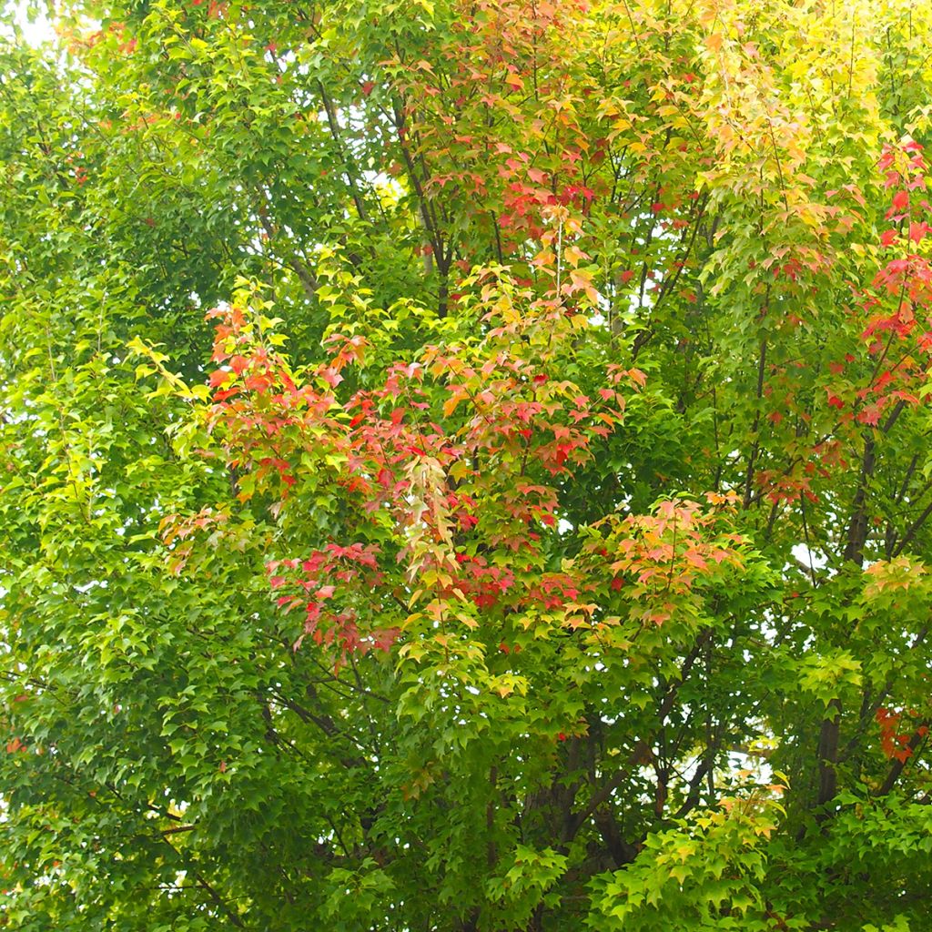Acer buergerianum em sementes - Bordo-de-três-dentes
