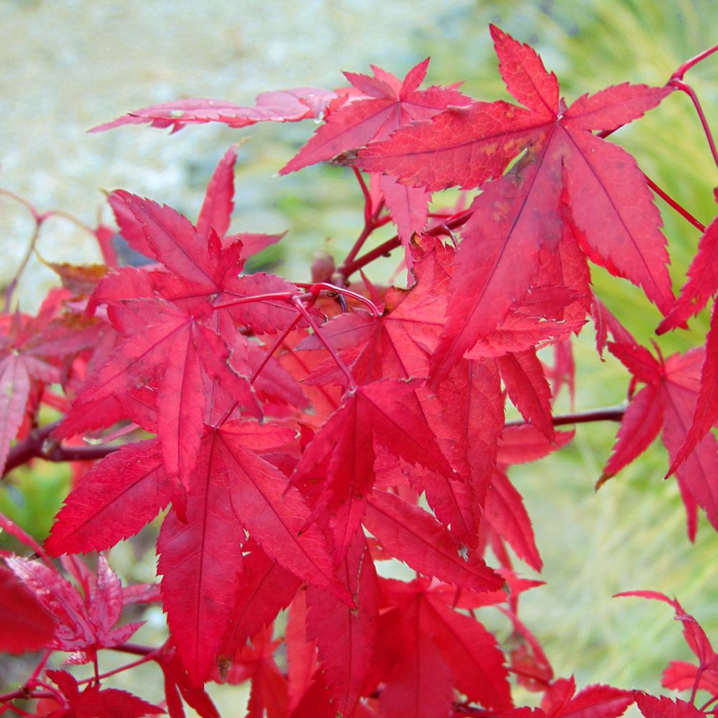Ácer-do-japão Redwine® - Acer palmatum