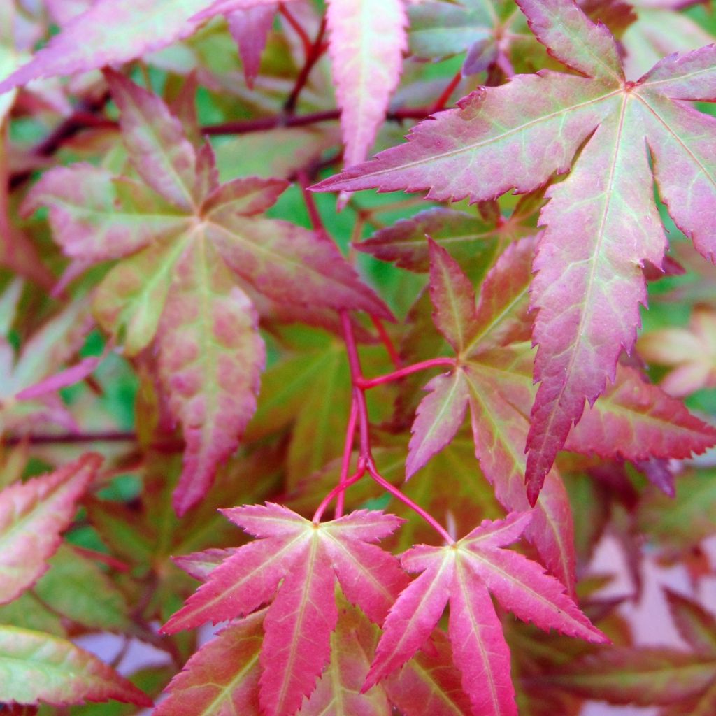 Ácer-do-japão Redwine® - Acer palmatum