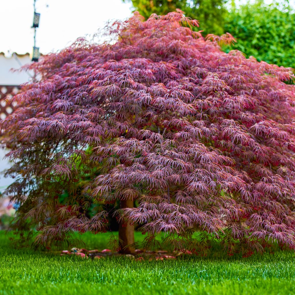 Ácer-do-japão Royal Garnet - Acer palmatum