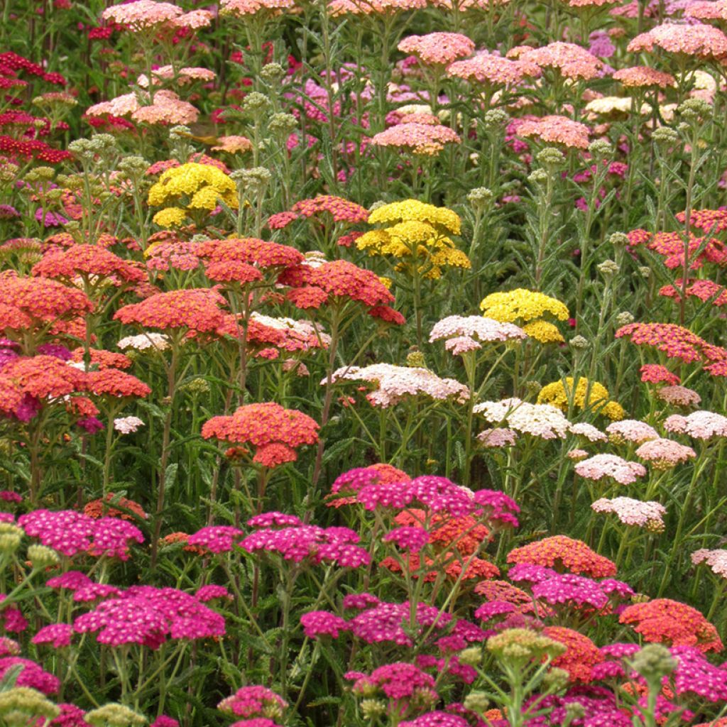 Achillea millefolium Summer Pastels F2 Mix em sementes