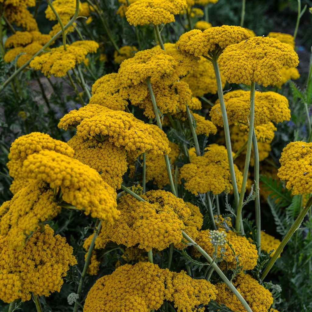 Achillea filipendulina Parker's Variety