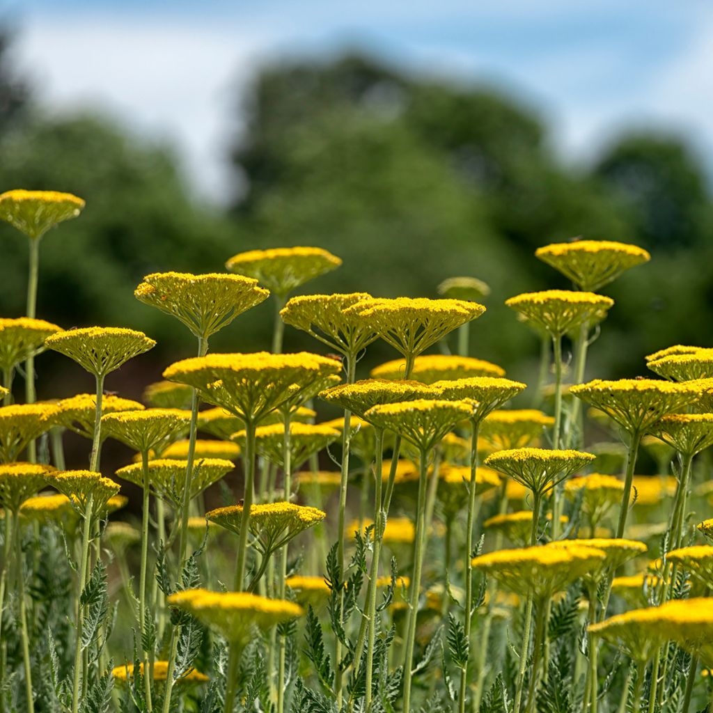 Achillea filipendulina Cloth of Gold
