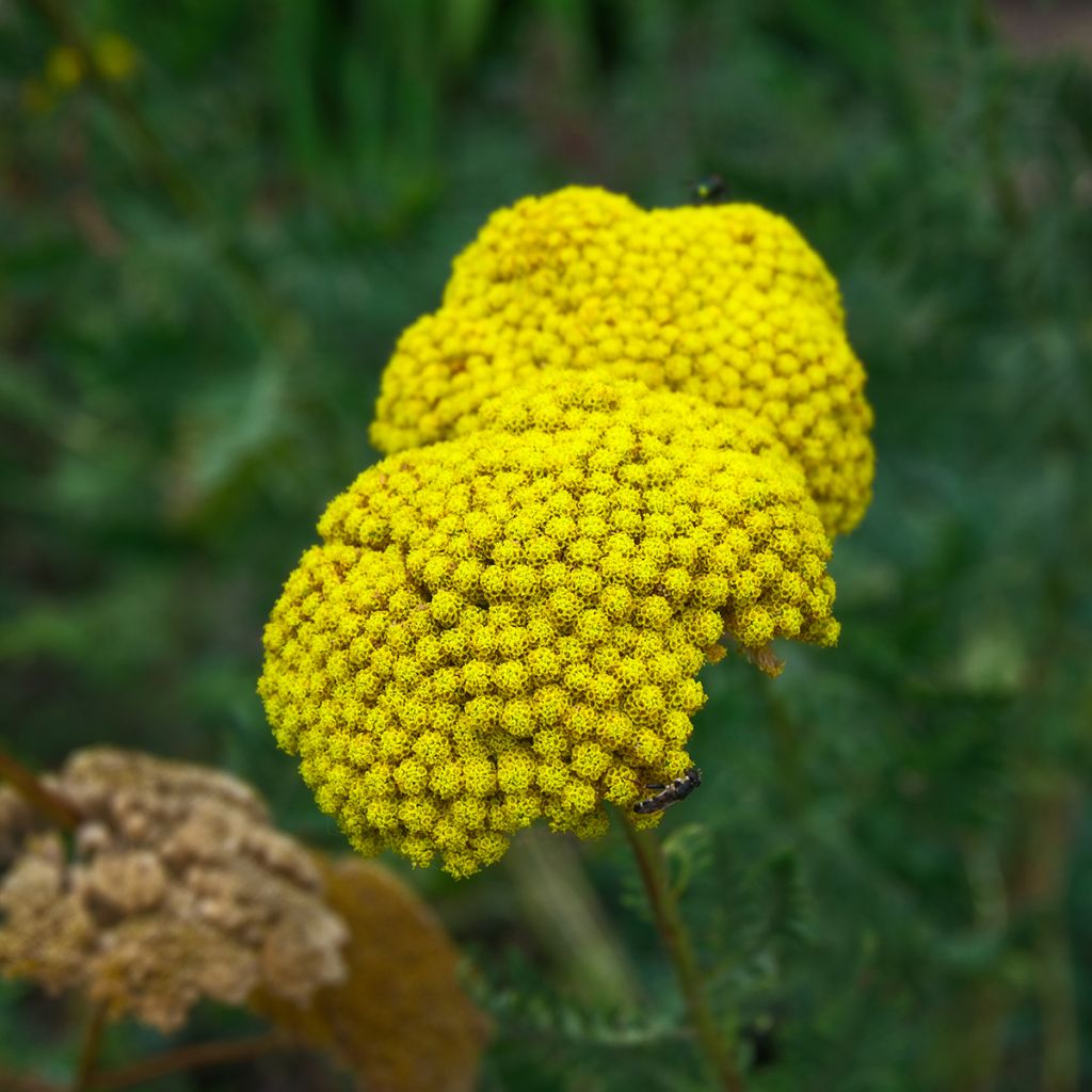 Achillea filipendulina Cloth of Gold