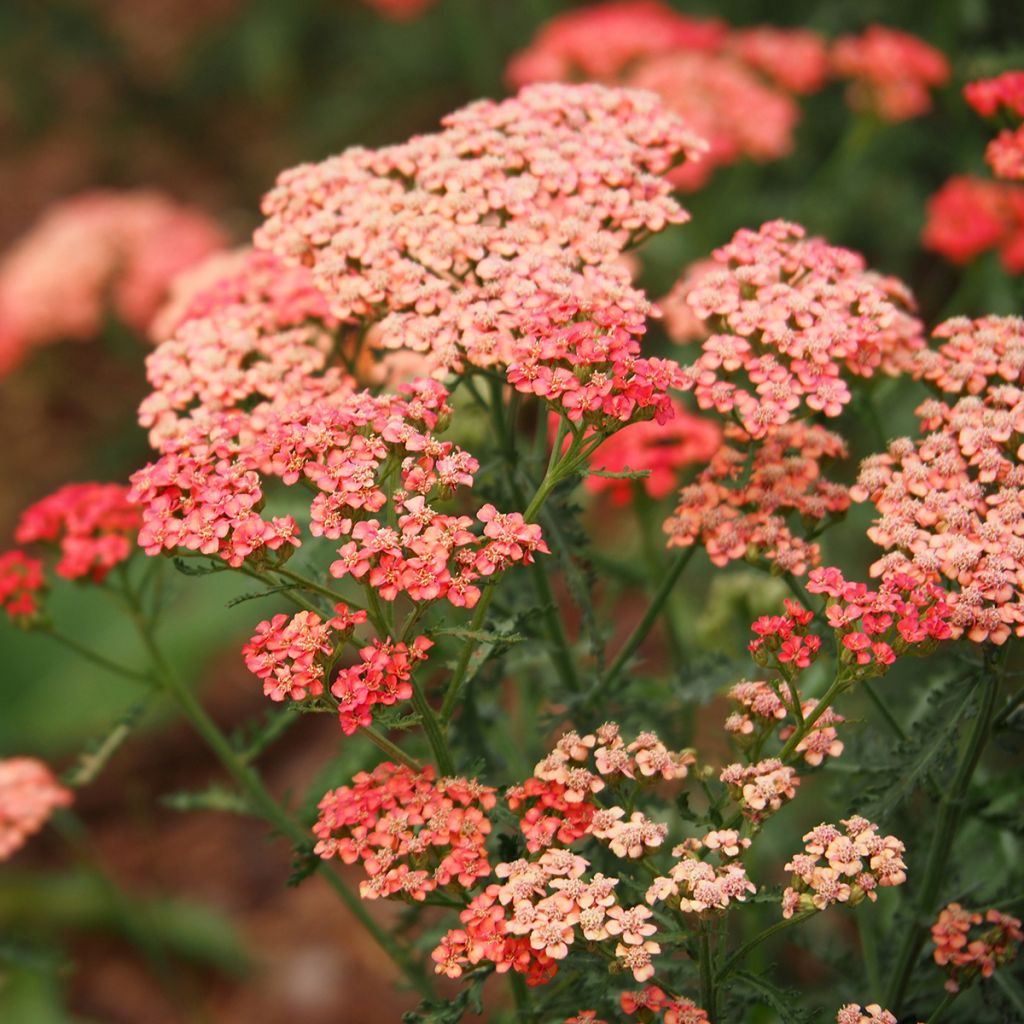 Achillea millefolium Apricot Delight em sementes
