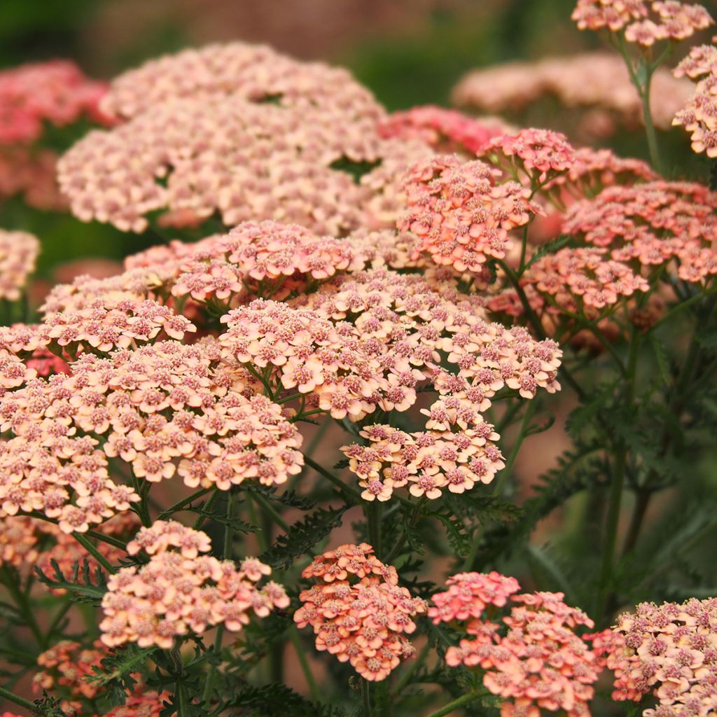 Achillea millefolium Apricot Delight em sementes