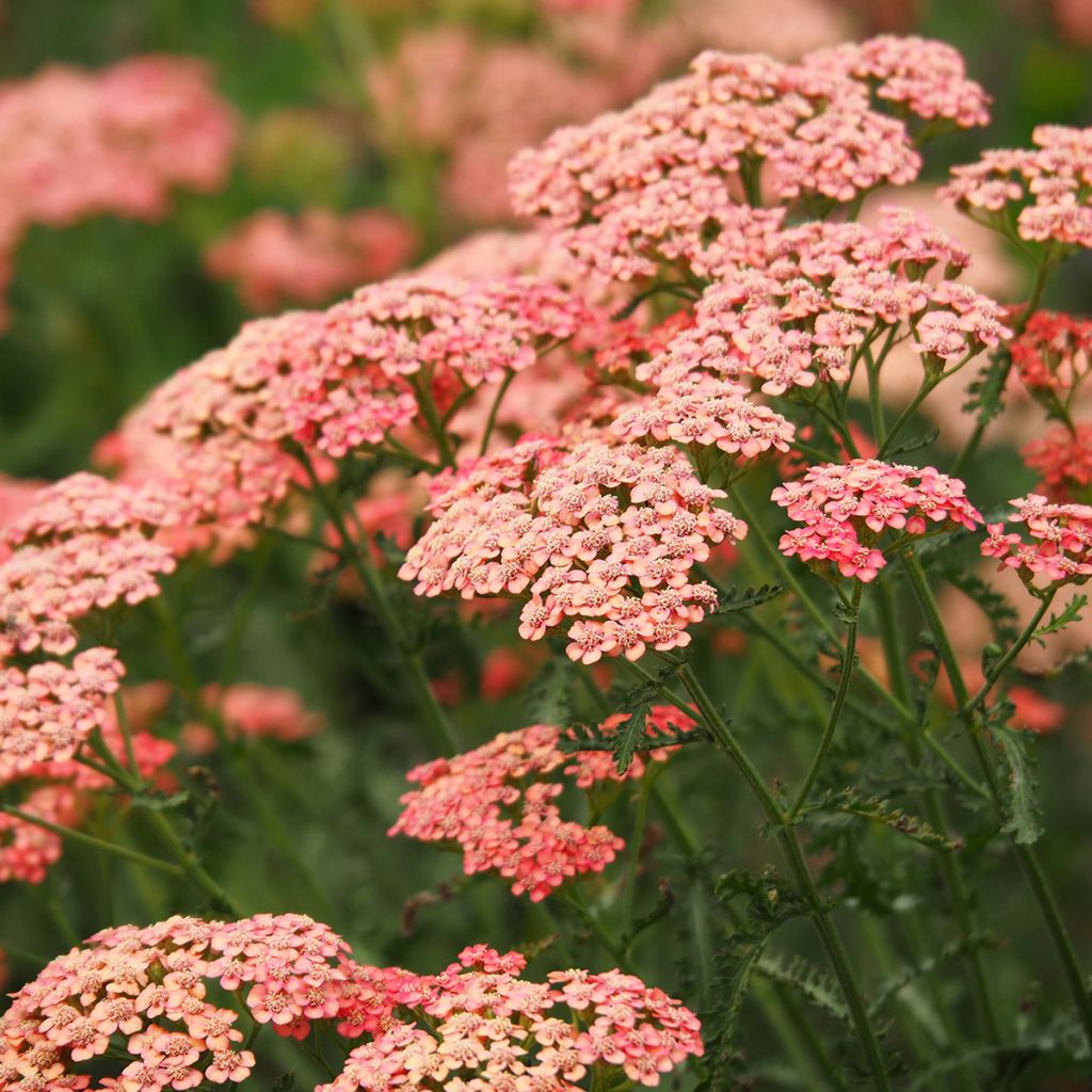 Achillea millefolium Apricot Delight em sementes