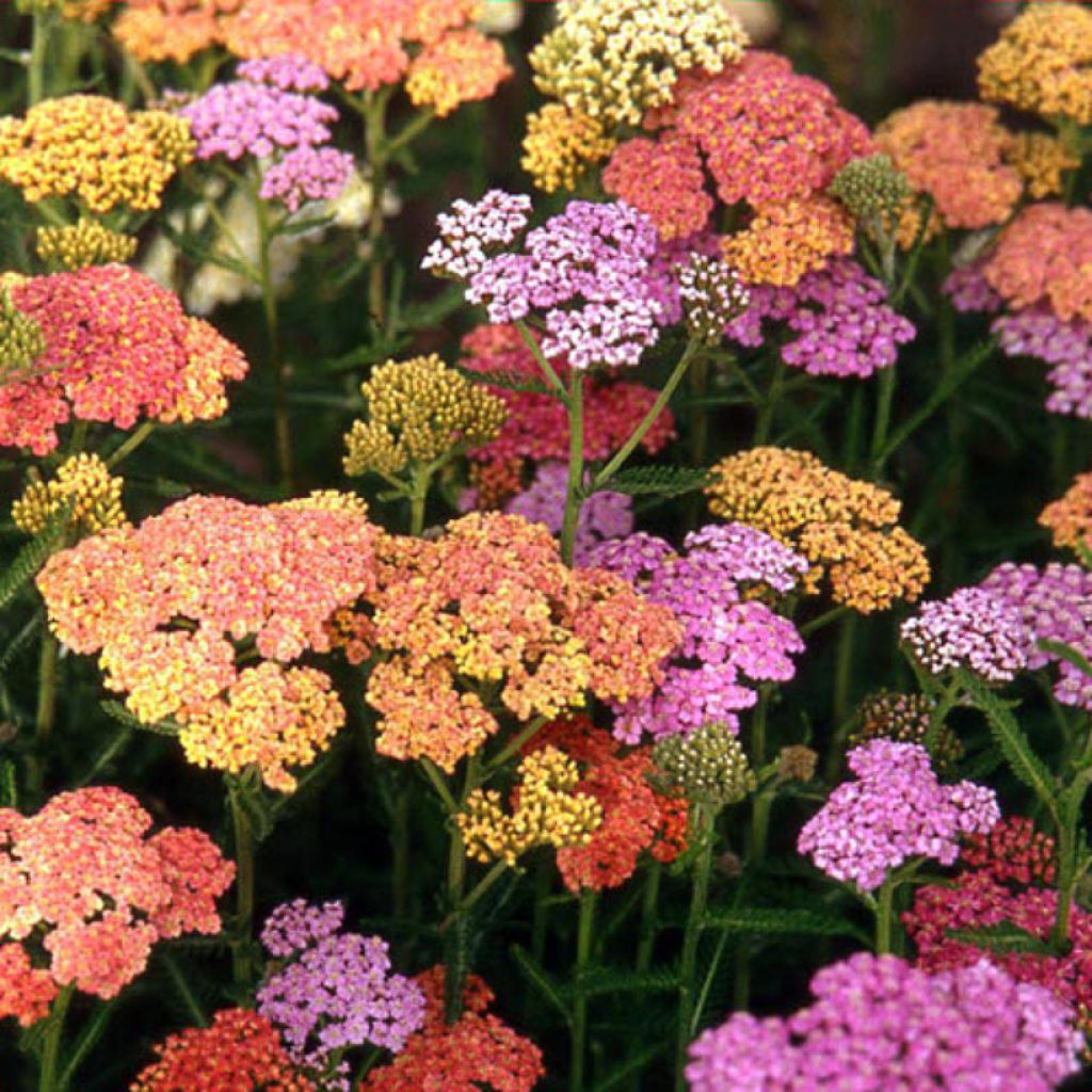 Achillea millefolium Summer Pastels
