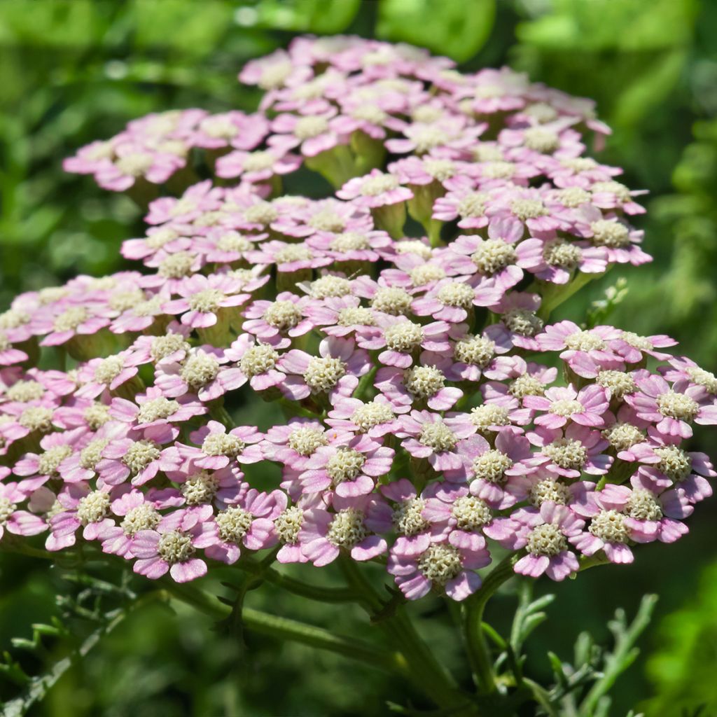 Achillea millefolium Summer Pastels