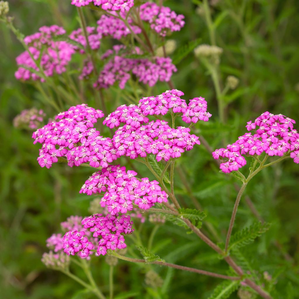 Achillea millefolium Summer Pastels