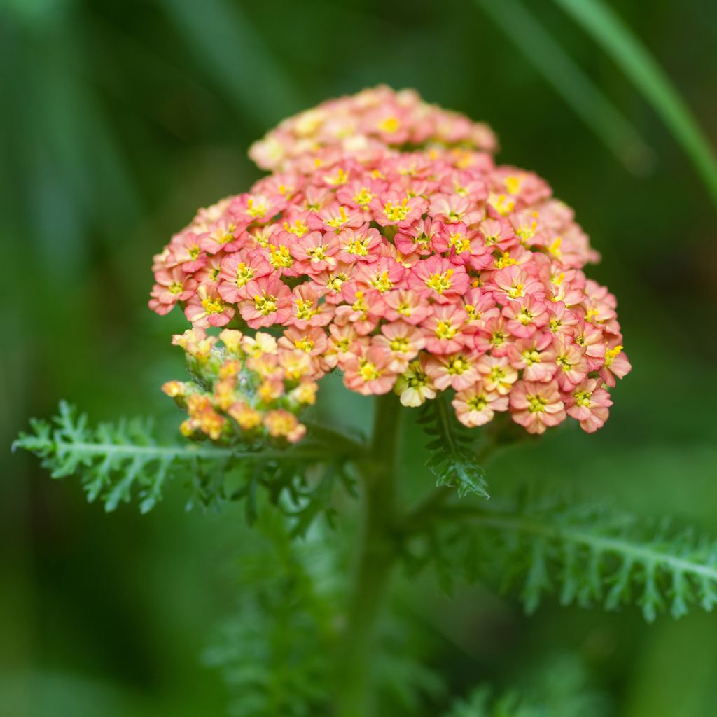 Achillea millefolium Summer Pastels