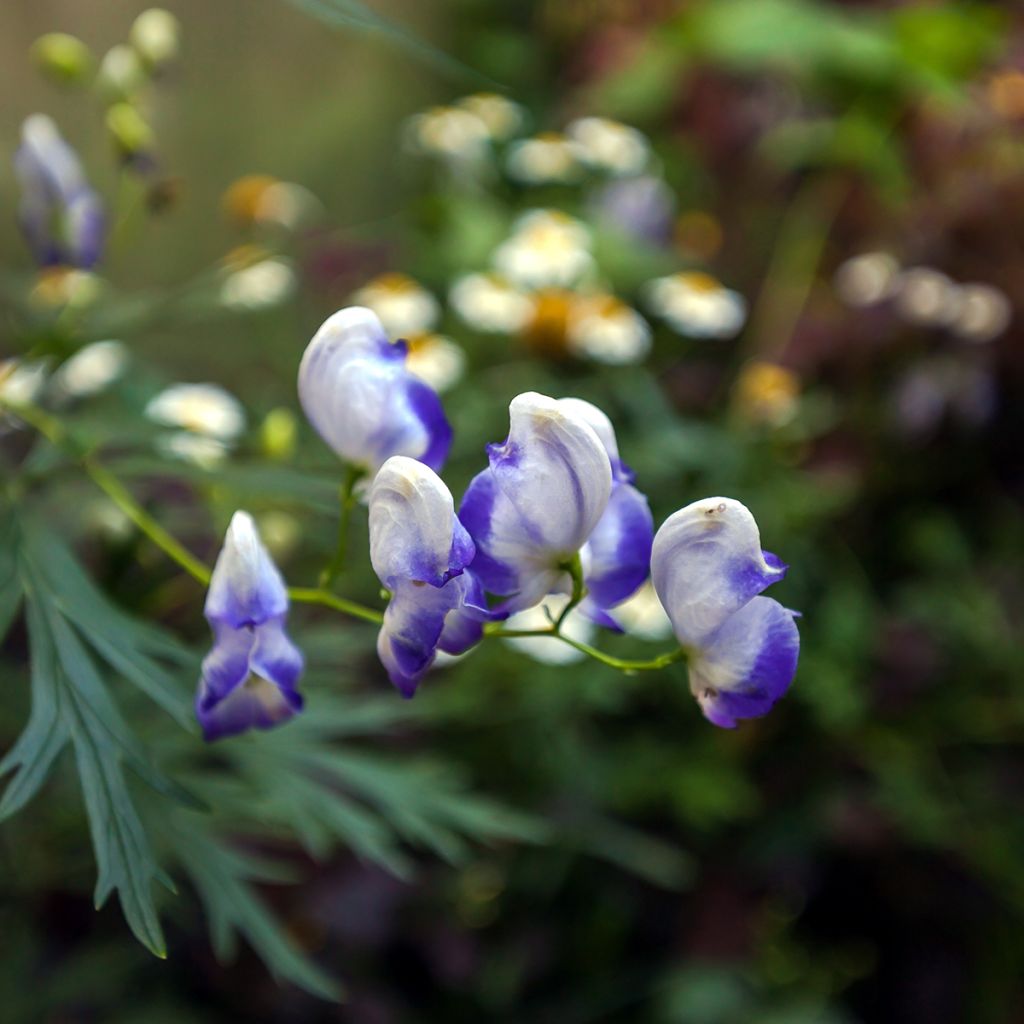 Aconitum cammarum Bicolor