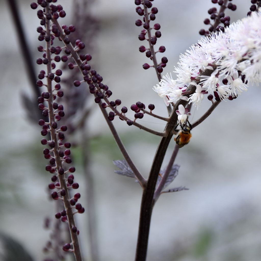 Actaea ramosa Queen of Sheba