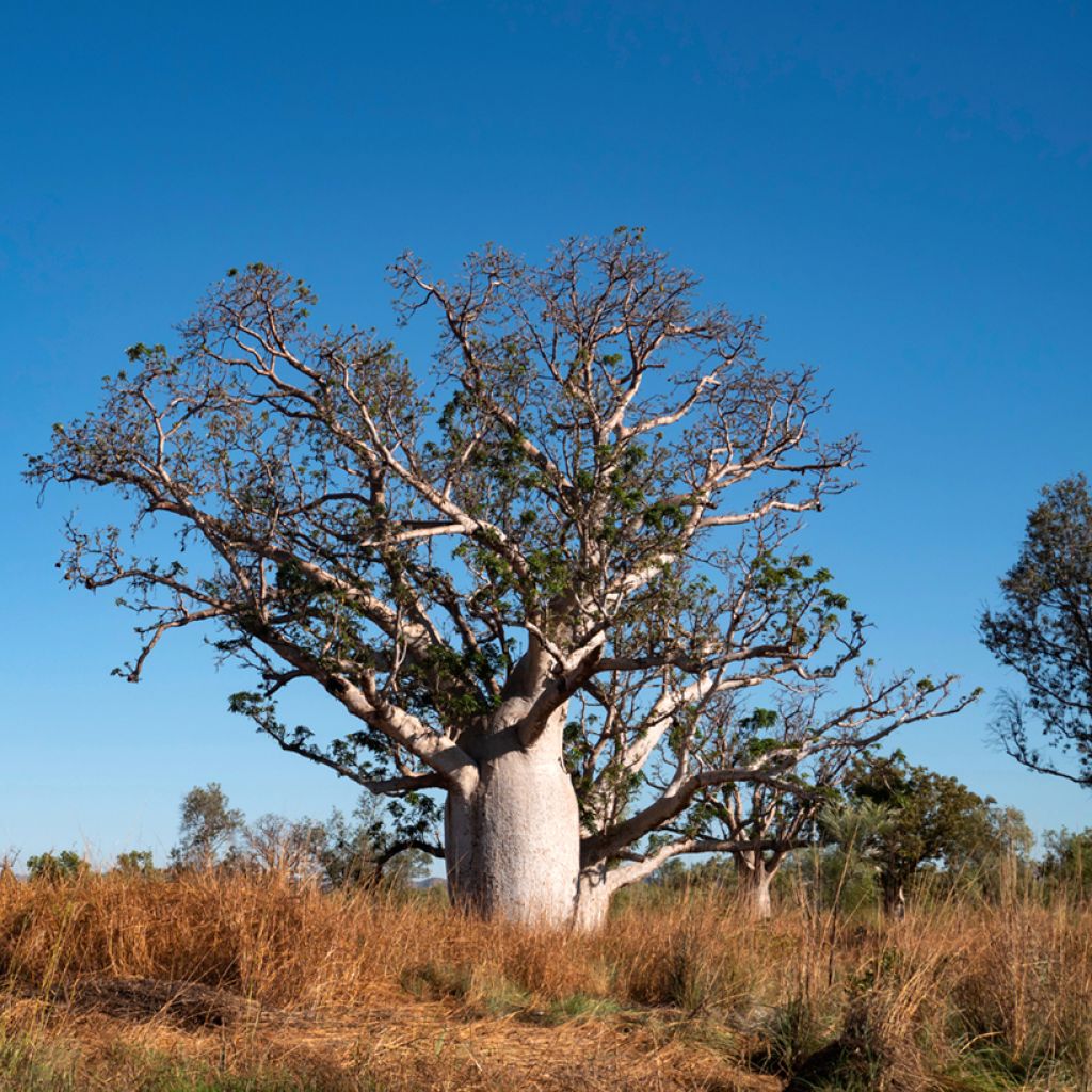 Adansonia gregorii