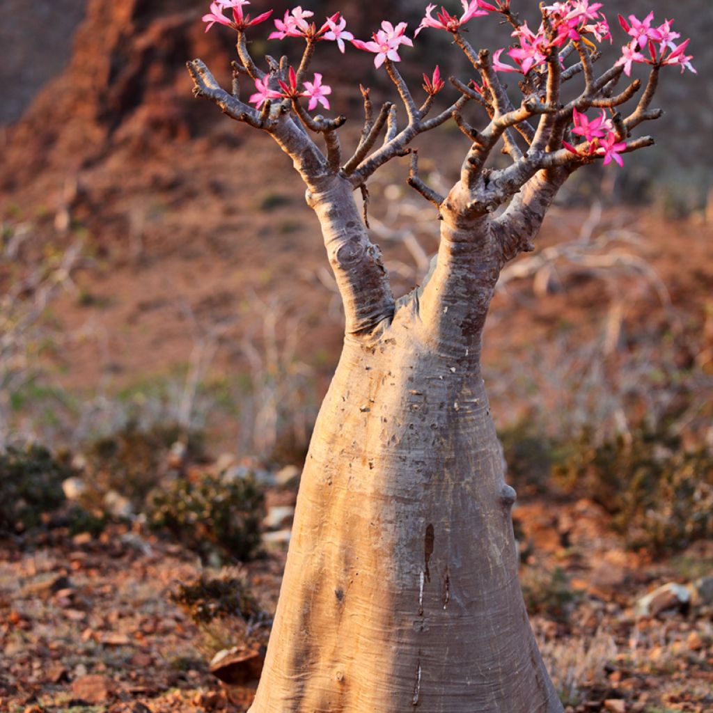Adenium obesum