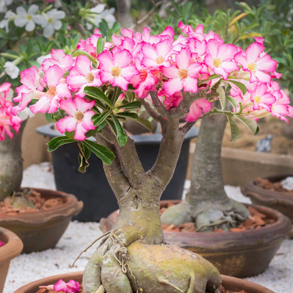 Adenium obesum