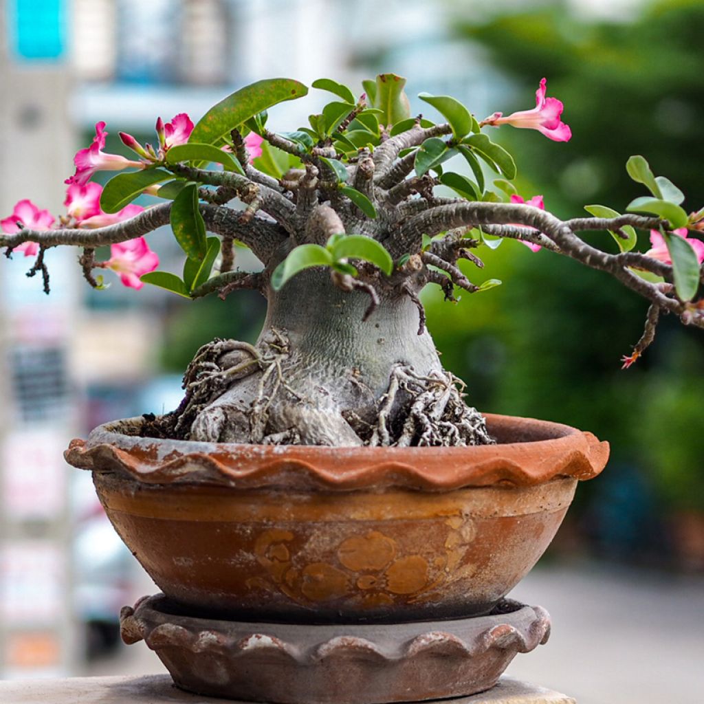 Adenium obesum