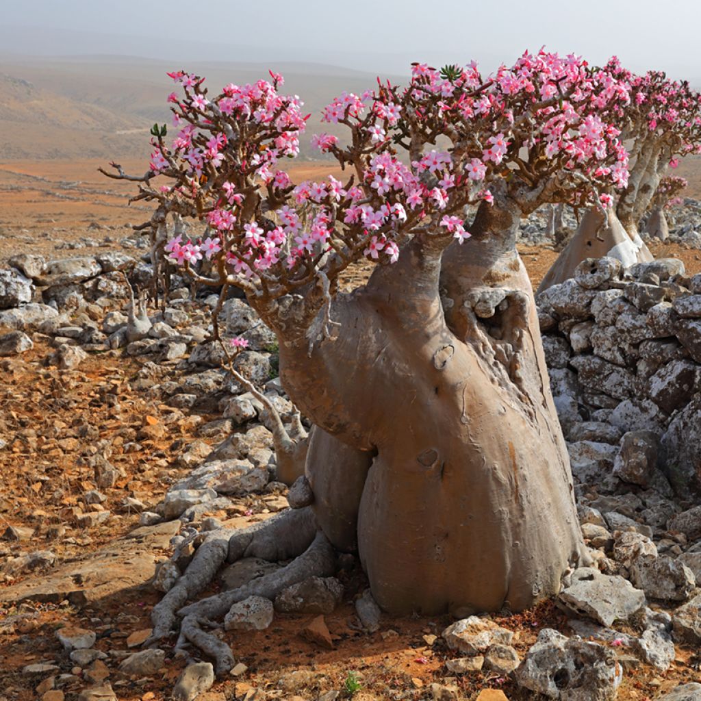 Adenium obesum