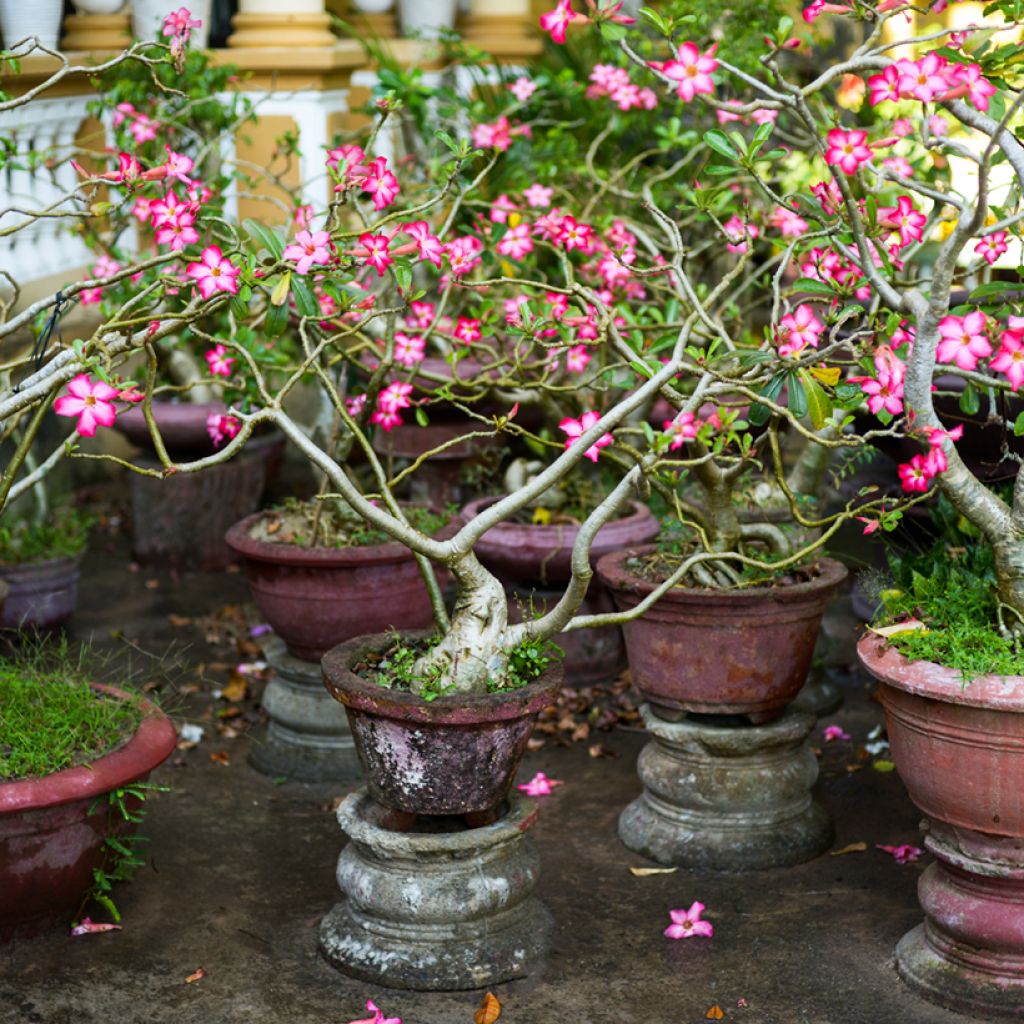 Adenium obesum