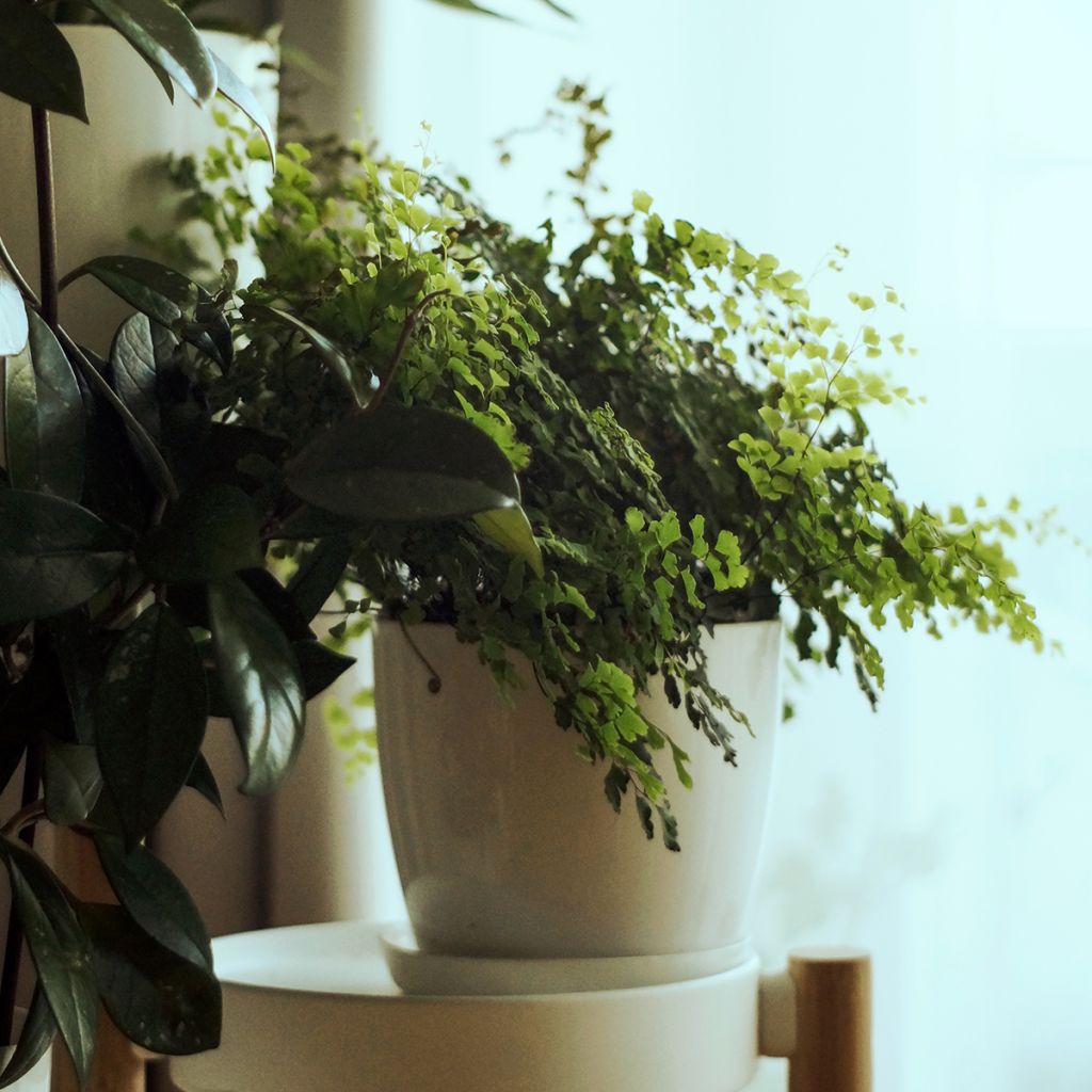 Adiantum raddianum Fritz Lüthi - Avenca