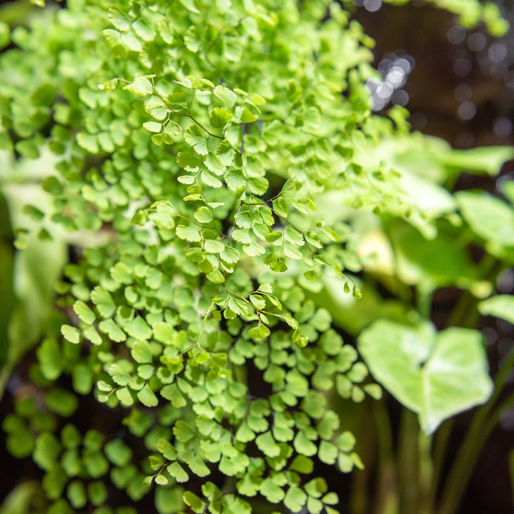 Adiantum raddianum Fritz Lüthi - Avenca