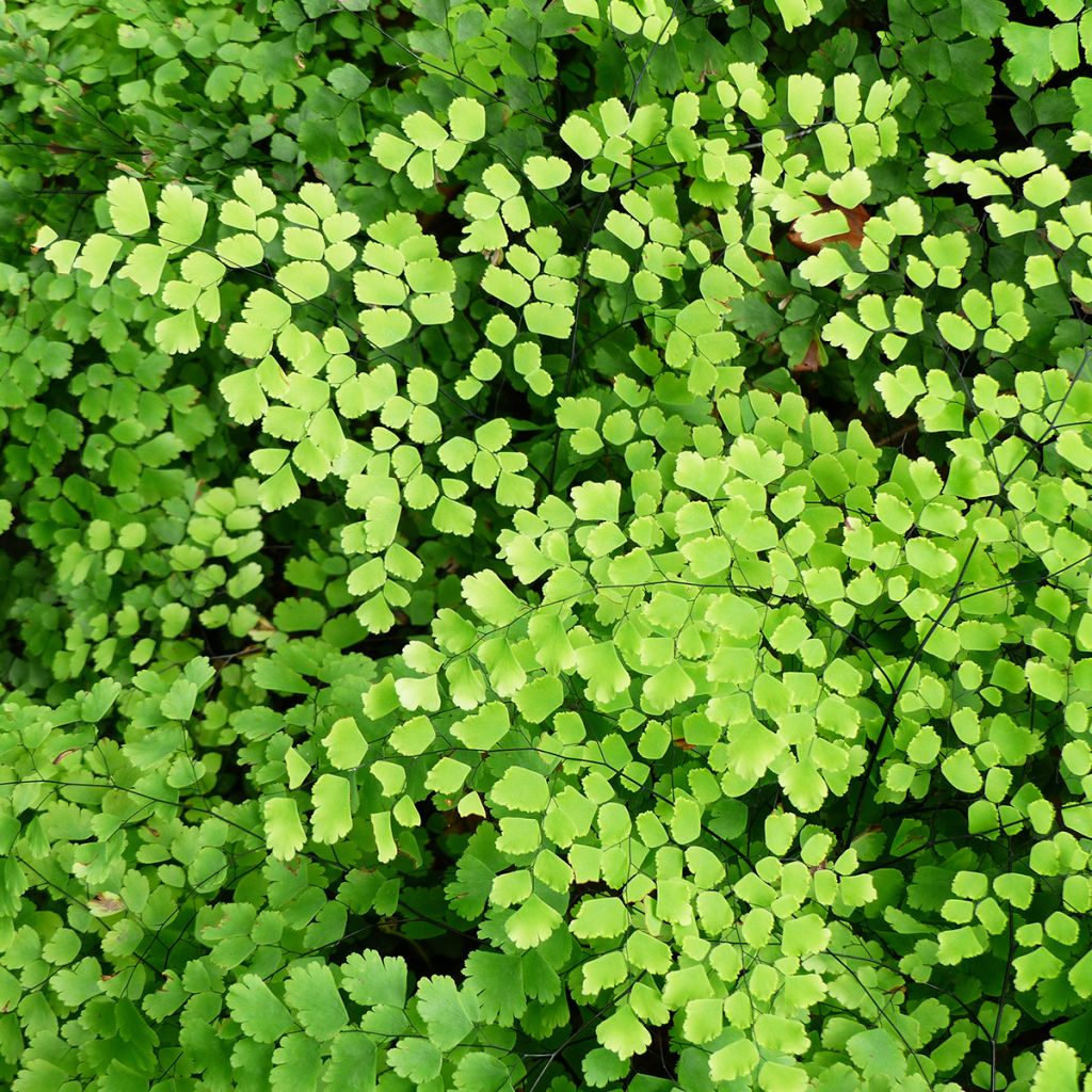 Adiantum raddianum Fritz Lüthi - Avenca
