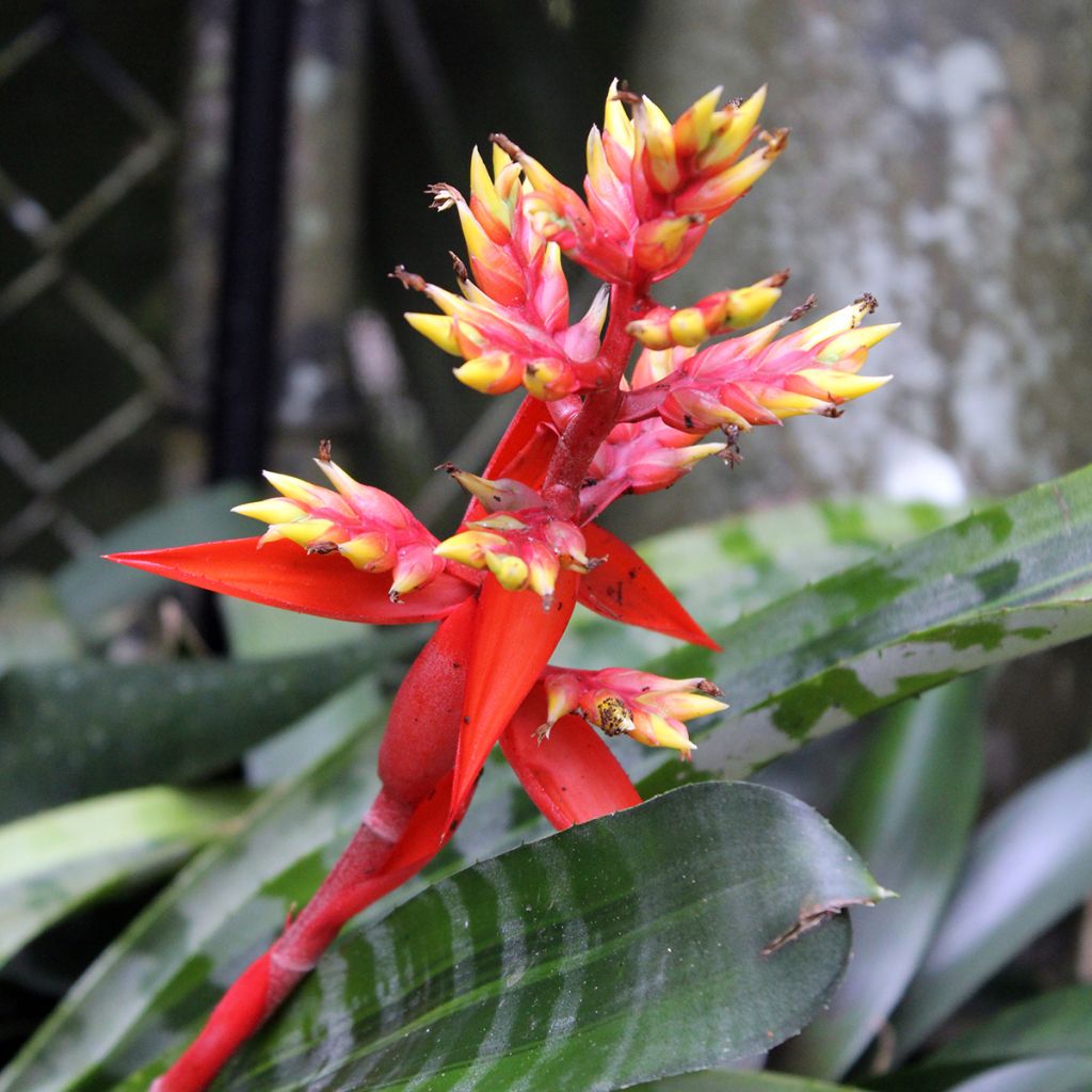 Aechmea chantinii Rebecca