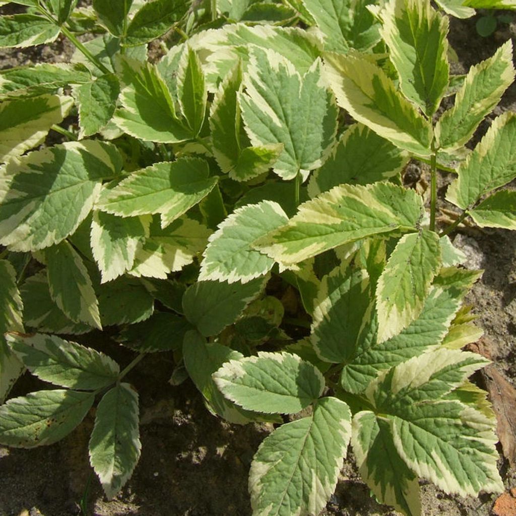 Aegopodium podagraria Variegata